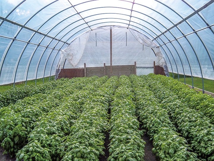 Basil, gardendwellers FARM’s most popular herb, is grown with the aid of a high tunnel. Courtesy PHOTO