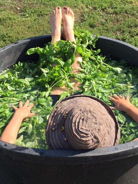 The basil bath is a new experience visitors can enjoy at gardendwellers FARM. Courtesy PHOTO