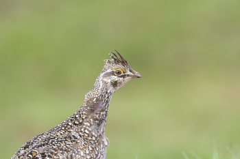 Sharp-tailed grouse