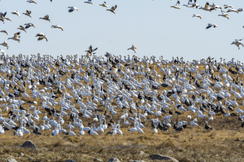 Snow geese