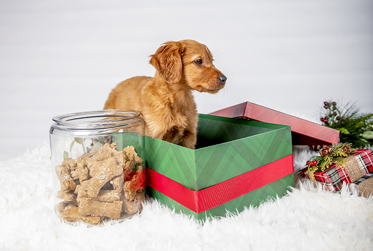 Dog Treats (for the dog!)