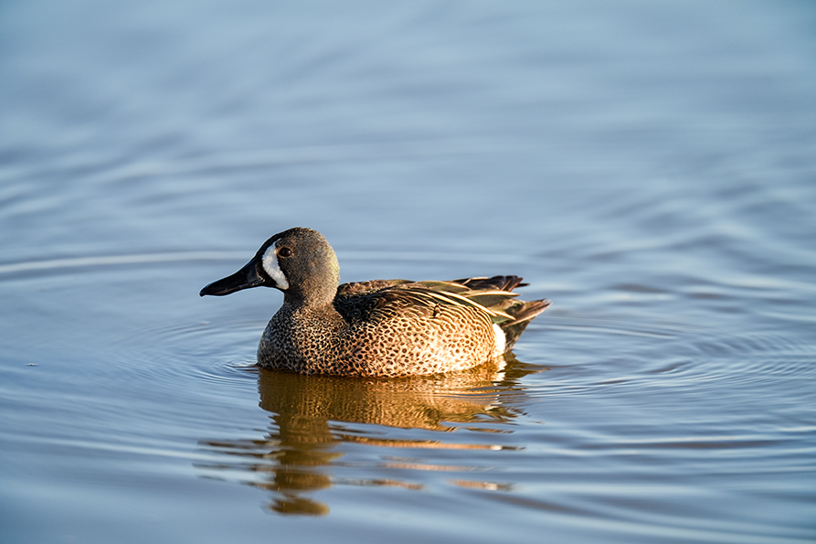 Blue-winged teal