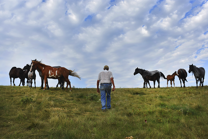 Frank Kuntz walks among his Nokota horses near Linton in Emmons County