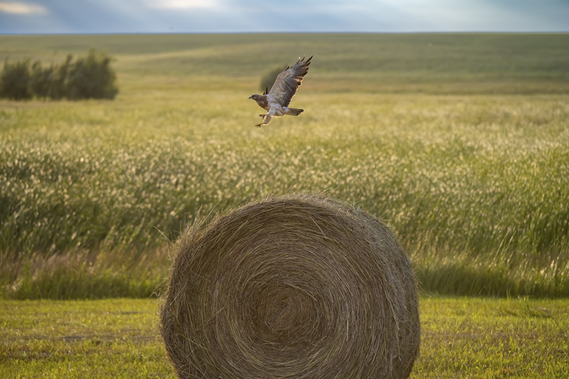 Hawk in Flight