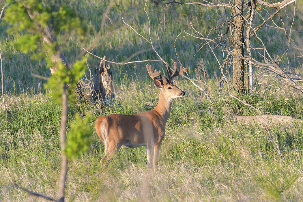White-tailed deer