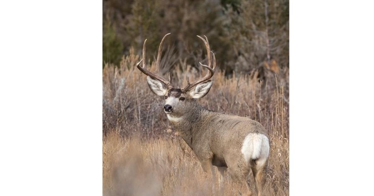 Mule deer