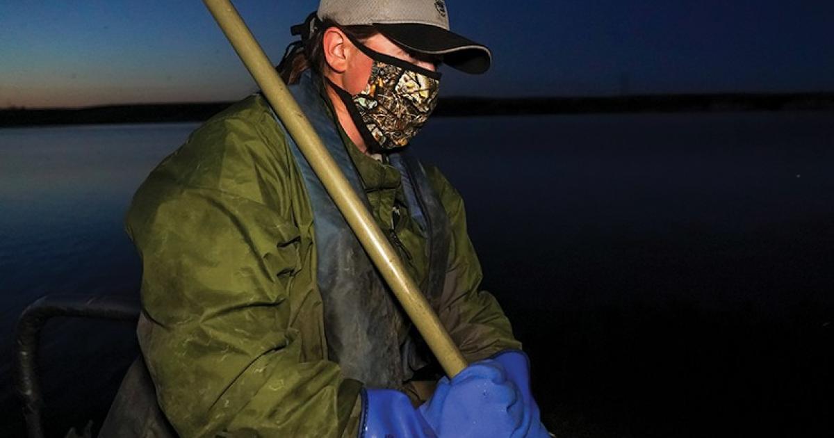 The benefit of electrofishing for largemouth bass at night is that the fish have a natural tendency to move into shallower water under the cover of darkness.