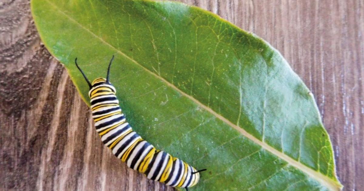 A monarch caterpillar eats the leaves of a milkweed plant.