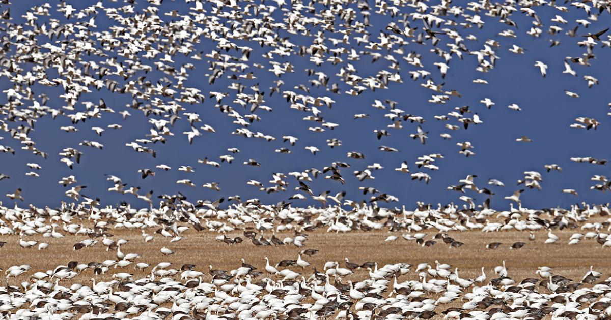 geese