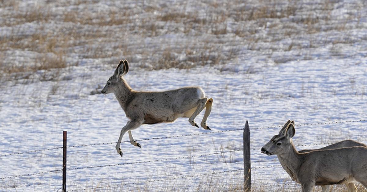 WHITE-TAILED DEER