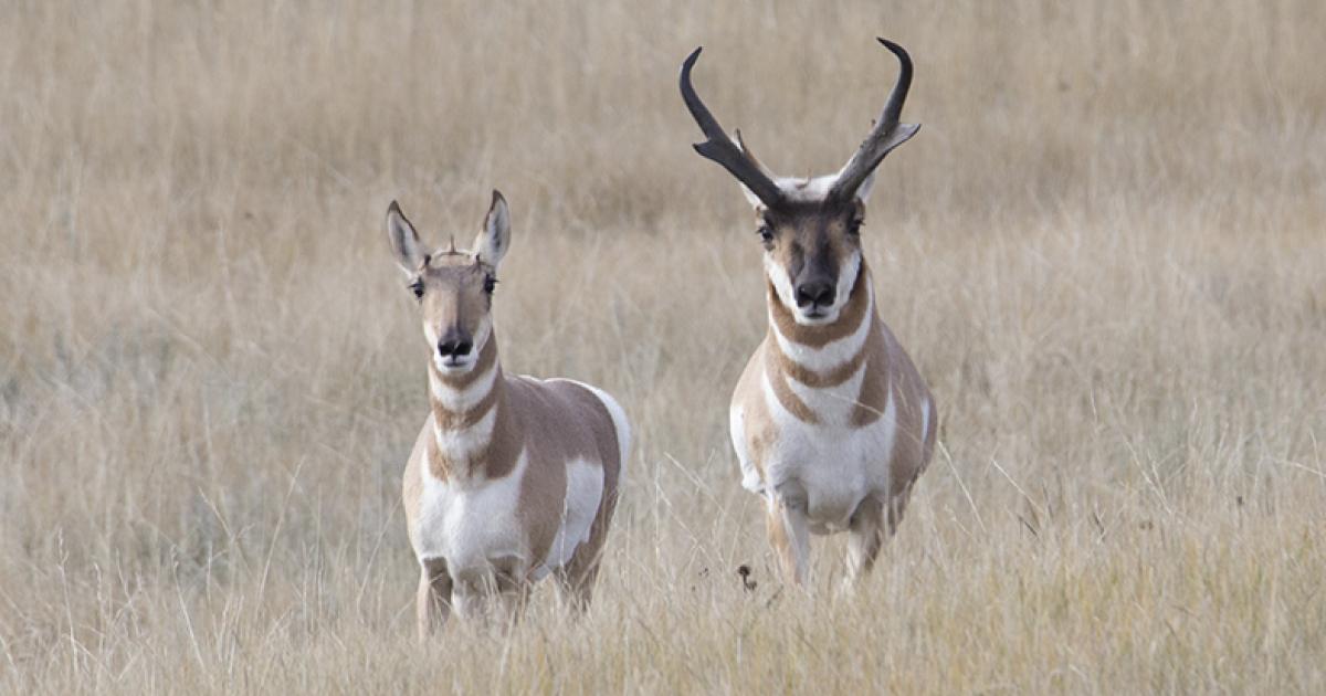 PRONGHORN