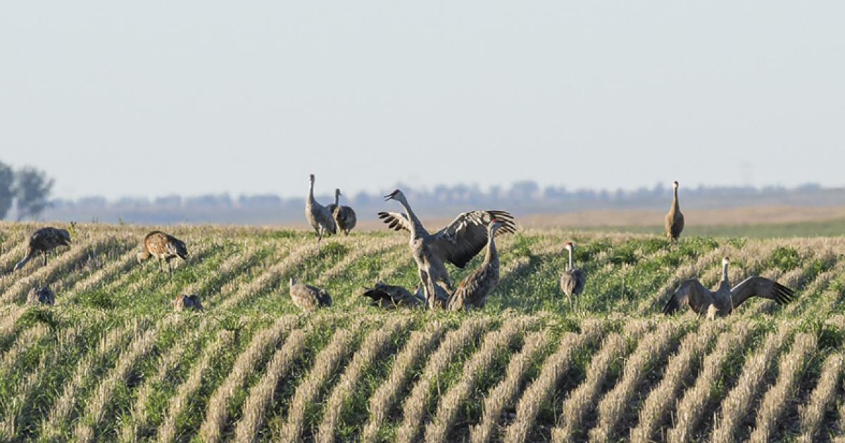 SANDHILL CRANES
