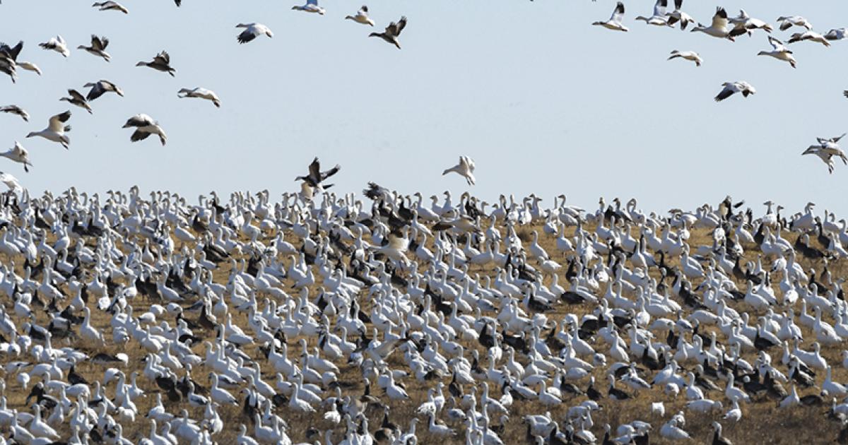 GEESE