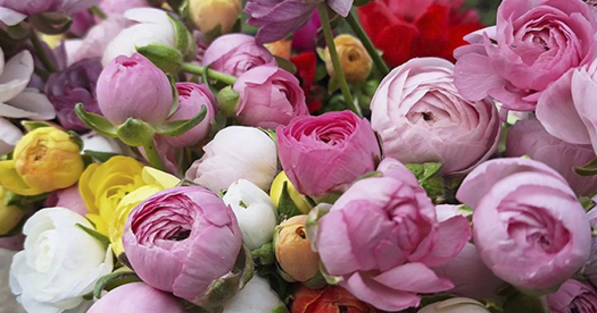 Beautiful Ranuculus Bouquet