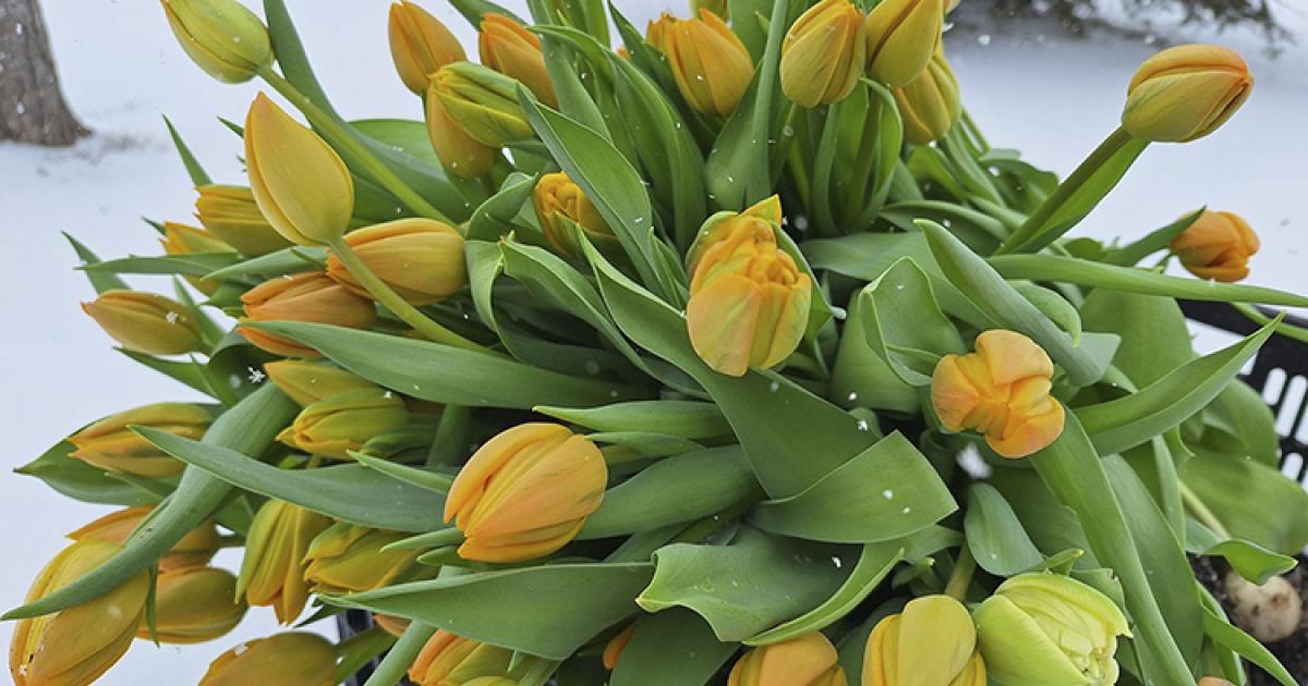 Tulips in snow