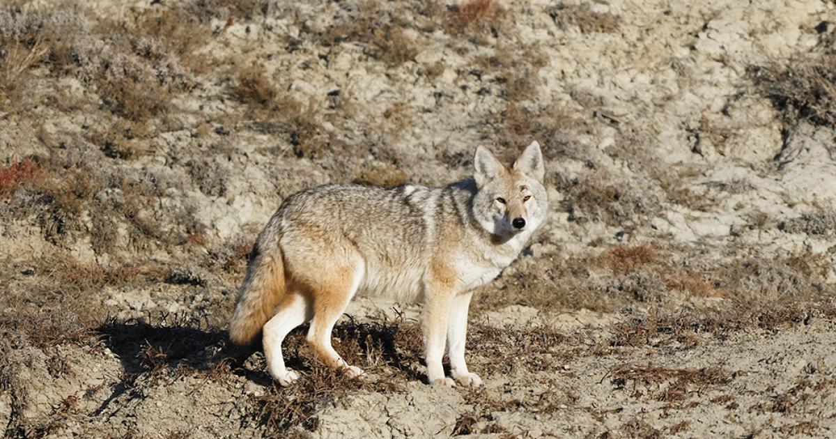 Coyote