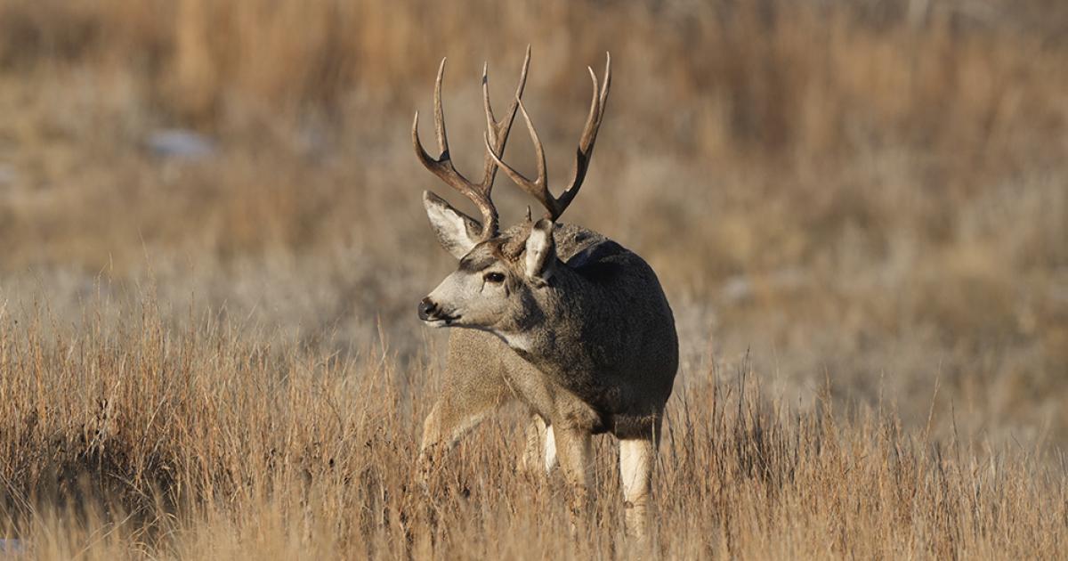 Mule deer