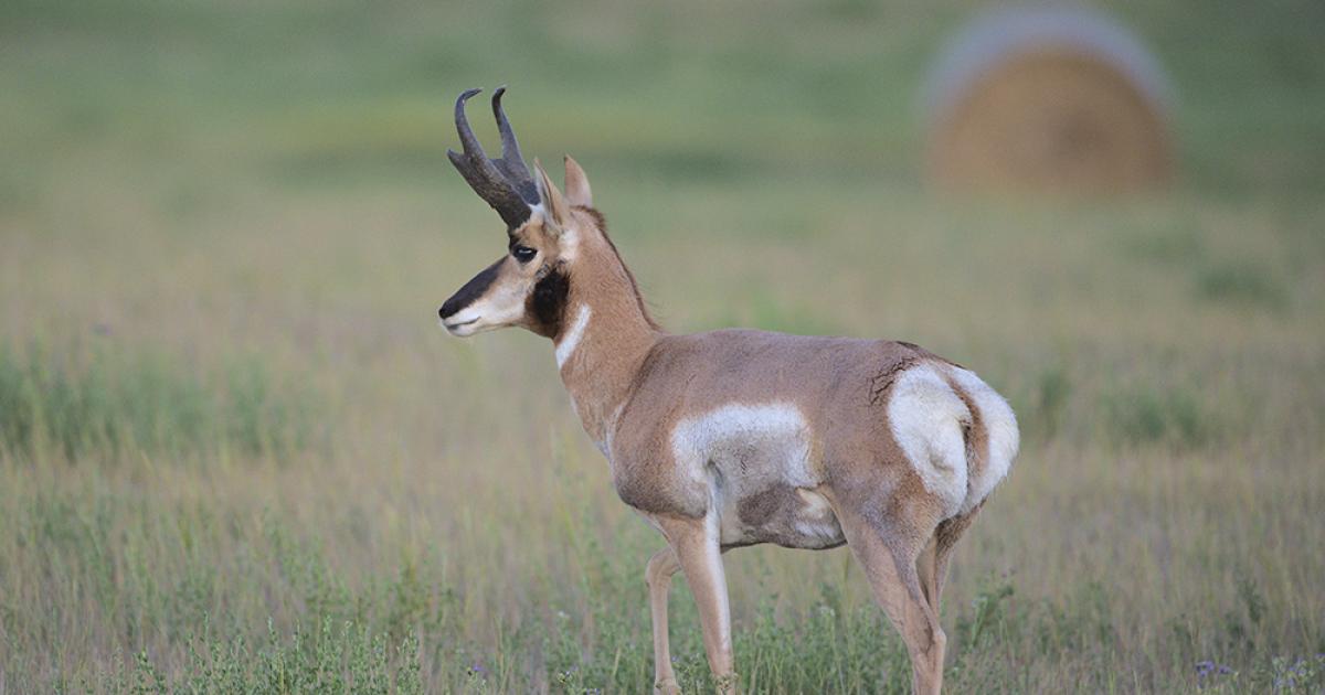Pronghorn