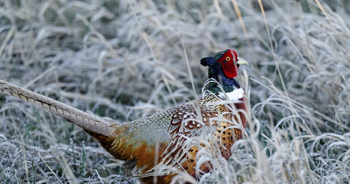 Ring-necked pheasant