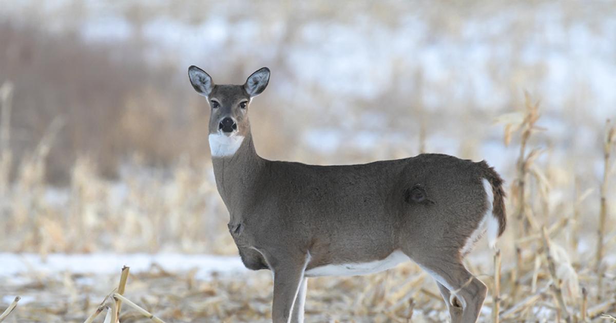 White-tailed deer