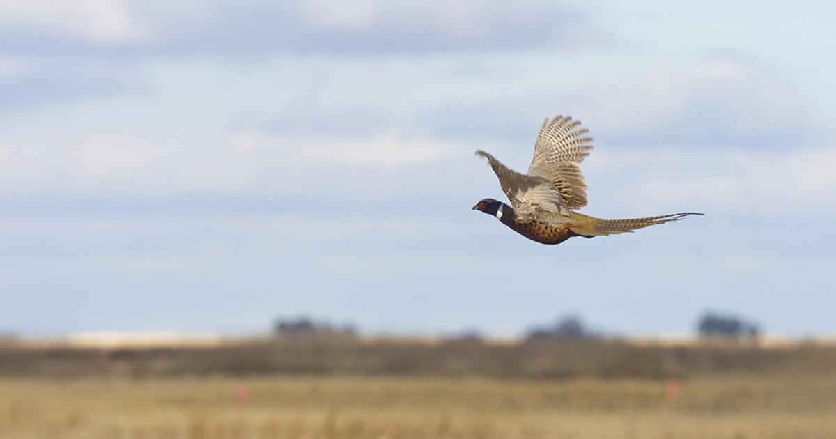 pheasant