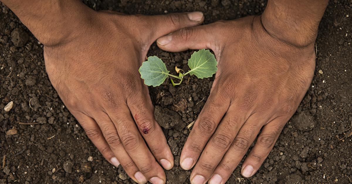 Homegrown hope