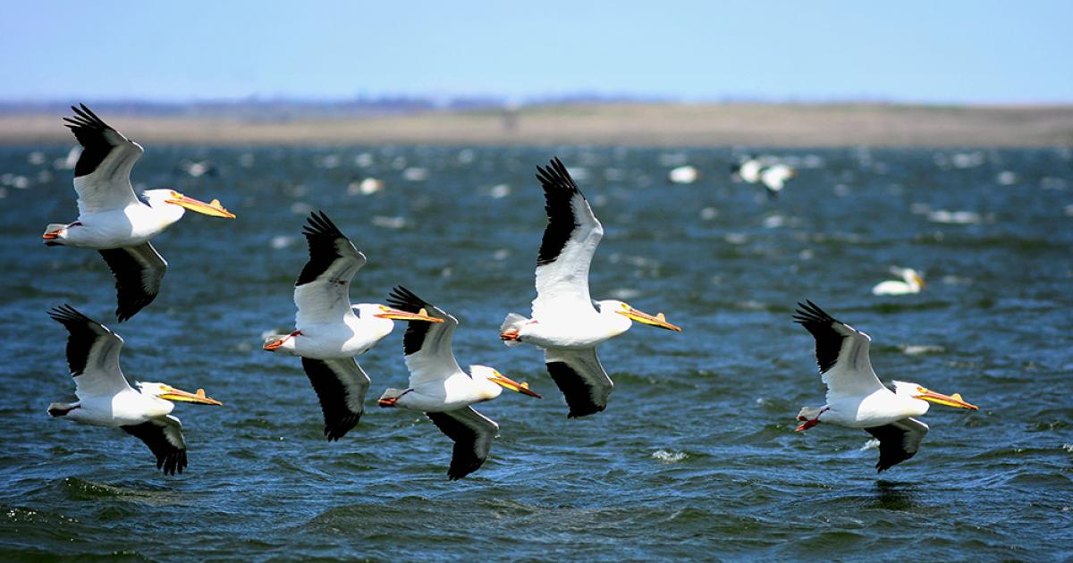 American white pelicans