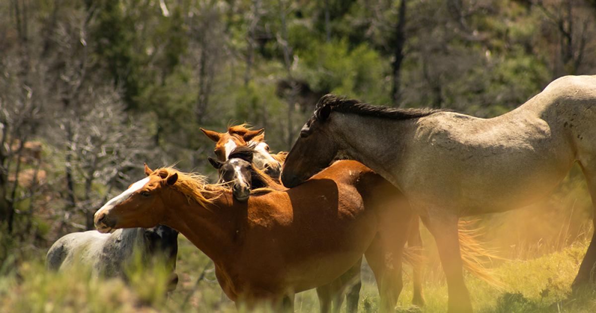 Wild horses