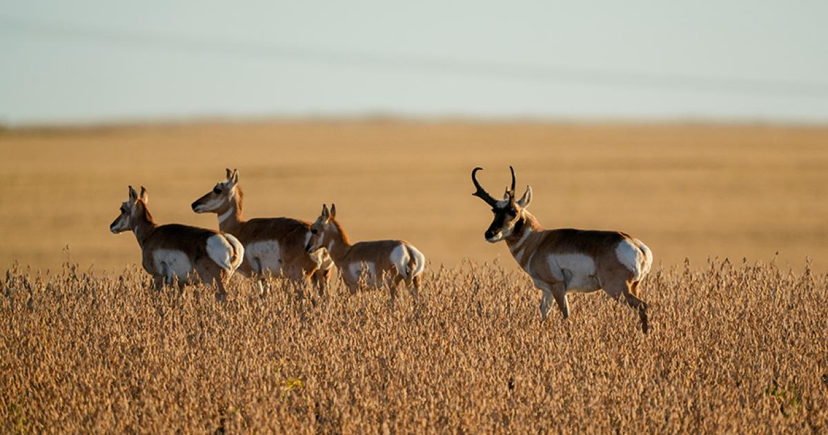 Pronghorn