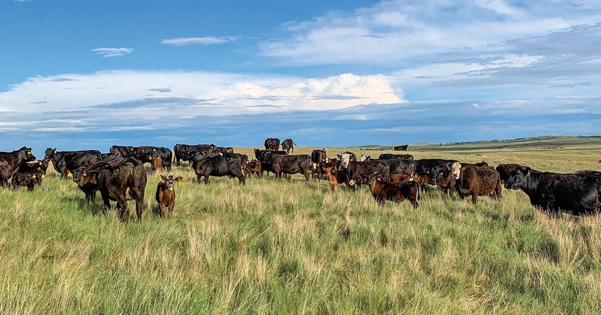 The Roswech ranch supplies the beef for the South 40 Beef processing facility’s retail sales. Courtesy photo