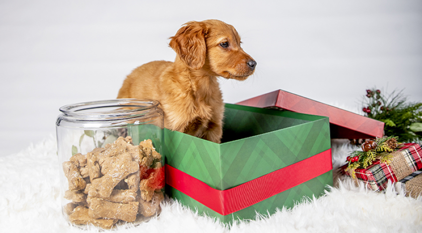 Dog Treats (for the dog!)