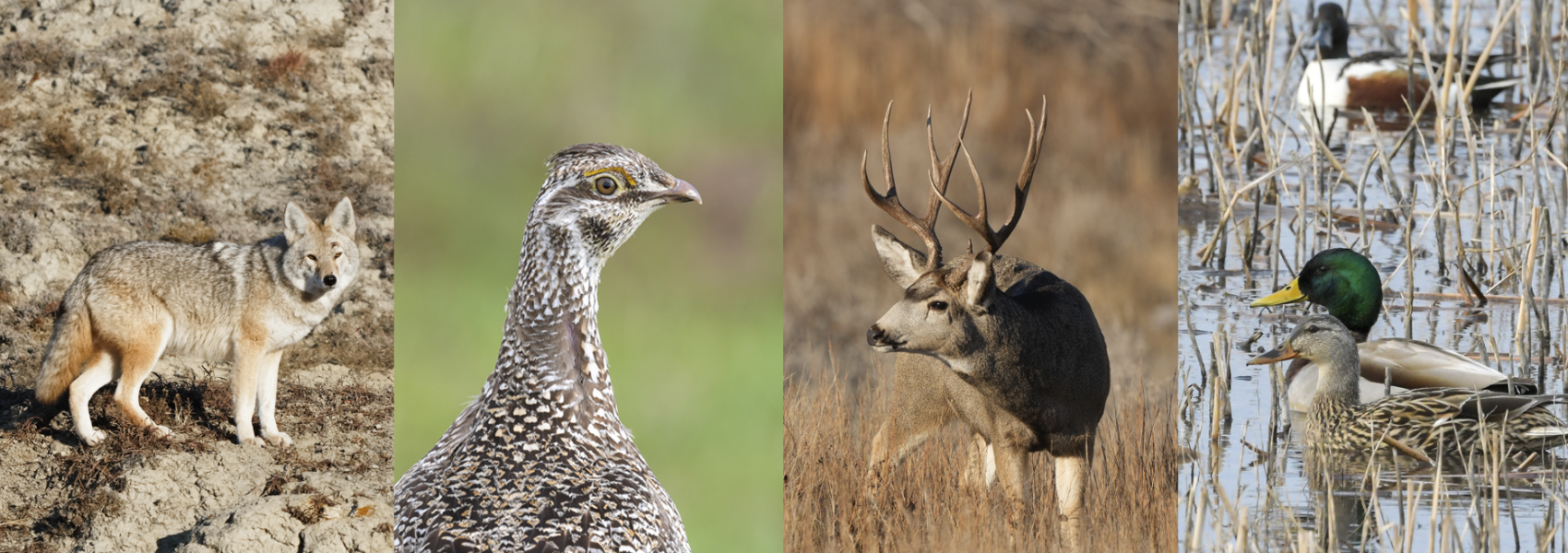 cayote, grouse, mule deer, mallard