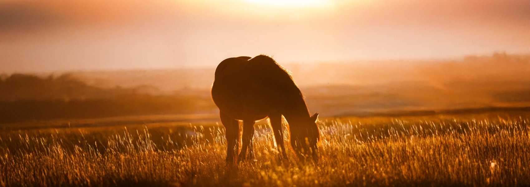 wild horse