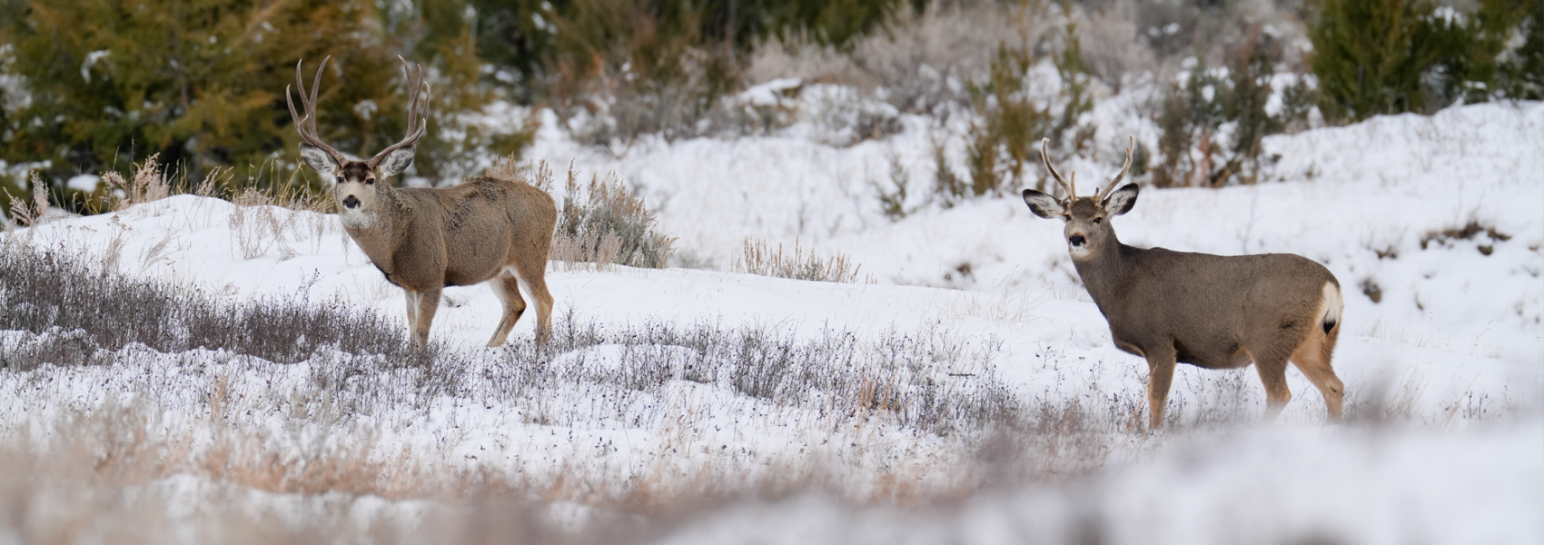 mule deer